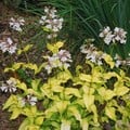 PENSTEMON DIGITALIS 'GOLD FOIL' seed image