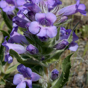PENSTEMON ERIANTHERUS seed image