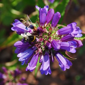 PENSTEMON EUGLAUCUS seed image