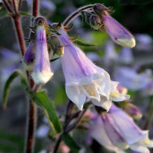 PENSTEMON HIRSUTUS seed image