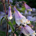 PENSTEMON HIRSUTUS seed image