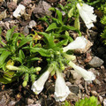 PENSTEMON HIRSUTUS ALBUS seed image