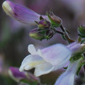 PENSTEMON HIRSUTUS MINIMUS seed image