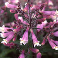 PENSTEMON HIRSUTUS var PYGMAEUS seed image