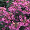 PENSTEMON LYALLII seed image