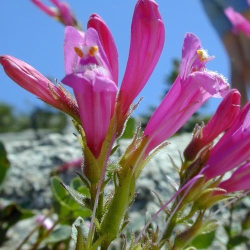 PENSTEMON NEWBERRYI seed image