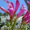 PENSTEMON NEWBERRYI seed image