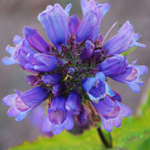 PENSTEMON PROCERUS seed image