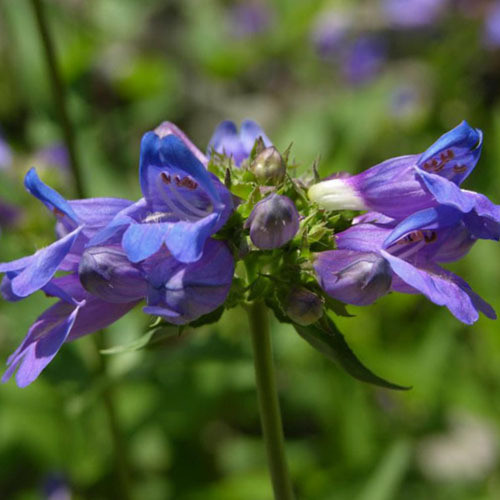 PENSTEMON SERRULATUS seed image