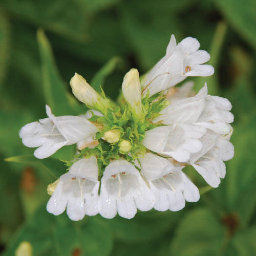 PENSTEMON SERRULATUS 'SNOWFLAKES' seed image
