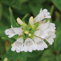 PENSTEMON SERRULATUS 'SNOWFLAKES' seed image