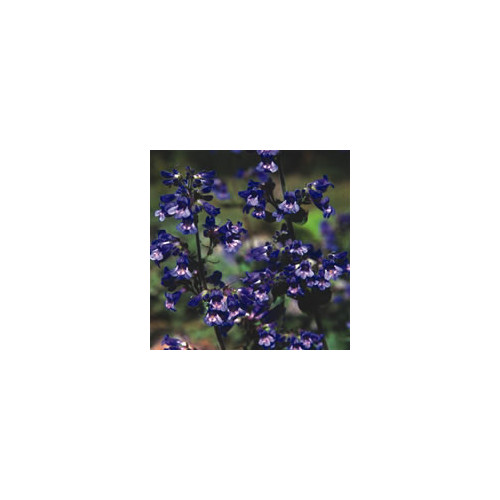 PENSTEMON SPECIES MIXED seed image