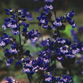 PENSTEMON SPECIES MIXED seed image