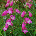 PENSTEMON 'SUNBURST RUBY' seed image