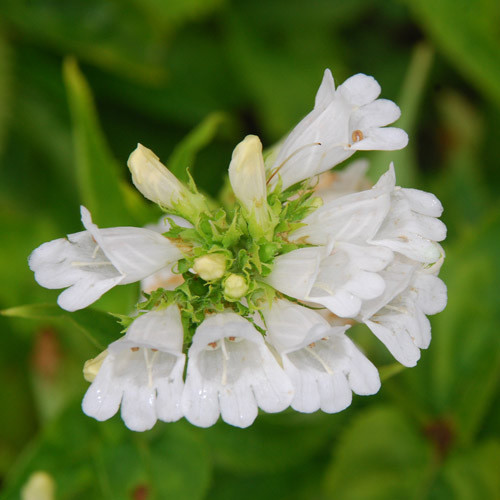 PENSTEMON VENUSTUS ALBA seed image