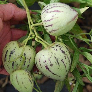 MELON PEAR PEPINO seed image
