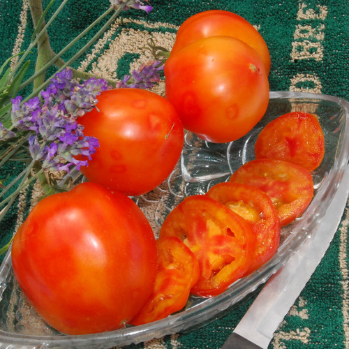 TOMATO PEPPERMINT seed image