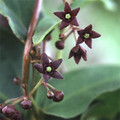 PERIPLOCA GRAECA seed image