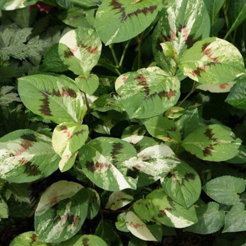 PERSICARIA VIRGINIANA 'PAINTER'S PALETTE' seed image