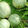 MELON PETIT GRIS DE RENNES seed image