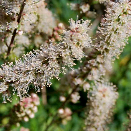 PETROPHYTUM CINERASCENS seed image