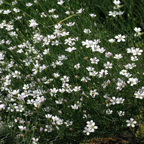 PETRORHAGIA SAXIFRAGA seed image