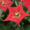 PETUNIA EXSERTA seed image