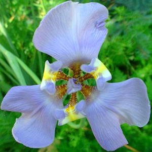 PHALOCALLIS COELESTIS seed image