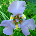 PHALOCALLIS COELESTIS seed image