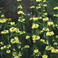 PHLOMIS RUSSELIANA seed image