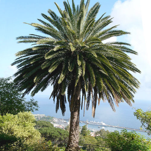 PHOENIX CANARIENSIS seed image