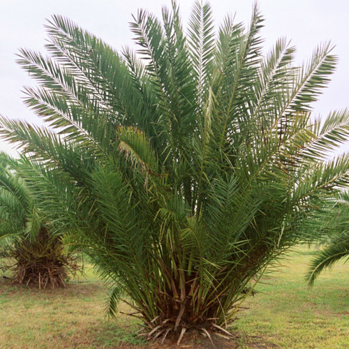 10x Fresh Seeds Medjool Date Palm Fruit Tree - Phoenix Dactylifera YNKS 