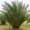 PHOENIX DACTYLIFERA MEDJOOL seed image