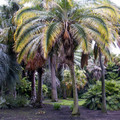 PHOENIX RUPICOLA seed image