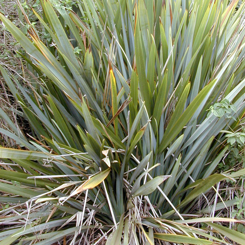 PHORMIUM TENAX seed image