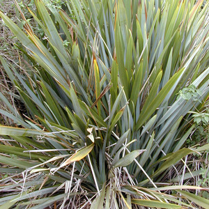 PHORMIUM TENAX seed image