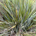 PHORMIUM TENAX seed image