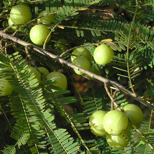 PHYLLANTHUS EMBLICA seed image