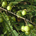 PHYLLANTHUS EMBLICA seed image