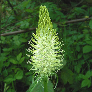 PHYTEUMA SPICATUM seed image