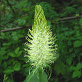 PHYTEUMA SPICATUM seed image