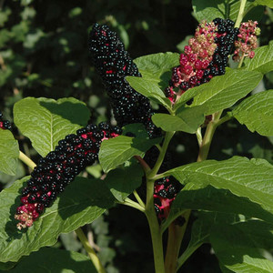 PHYTOLACCA ACINOSA seed image