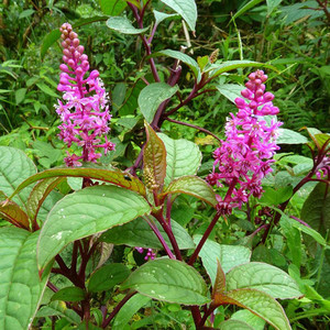 PHYTOLACCA BOGOTENSIS seed image