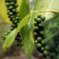 PIPER NIGRUM seed image