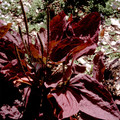 PLANTAGO MAJOR RUBRIFOLIA seed image