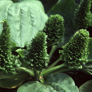 PLANTAGO ROSULARIS 'BOWLES' VARIETY' seed image