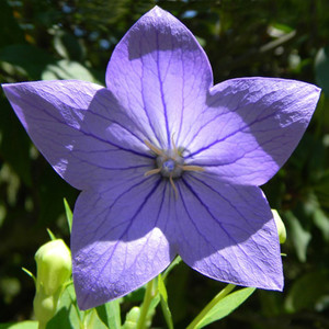 PLATYCODON GRANDIFLORUS seed image