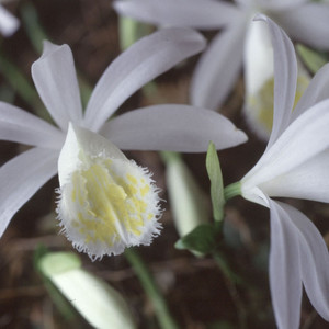 PLEIONE ORCHID seed image