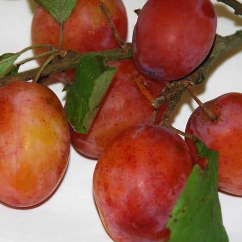 PLUM VICTORIA seed image