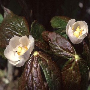 PODOPHYLLUM HEXANDRUM (EMODI) seed image